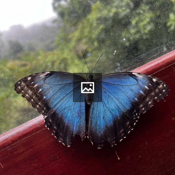 Blue butterfly on a wooden ledge