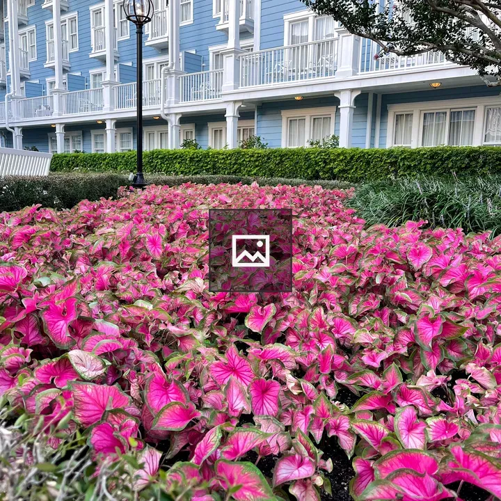 Purple Caladiums near Disney Yacht Club