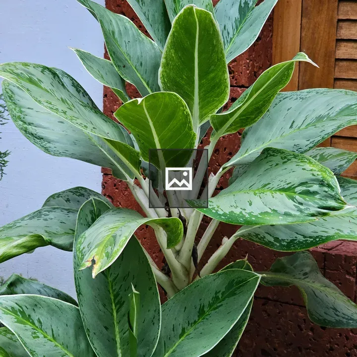Aglaonema green variant plant