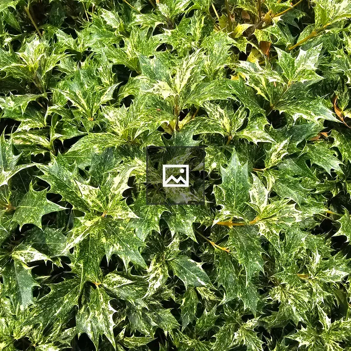 Bright green variegated leaves close-up