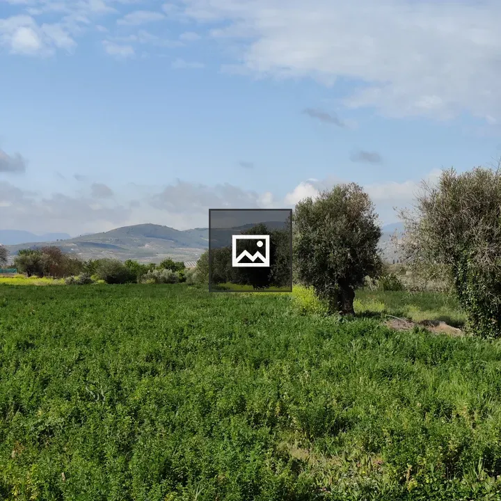 Field under blue sky