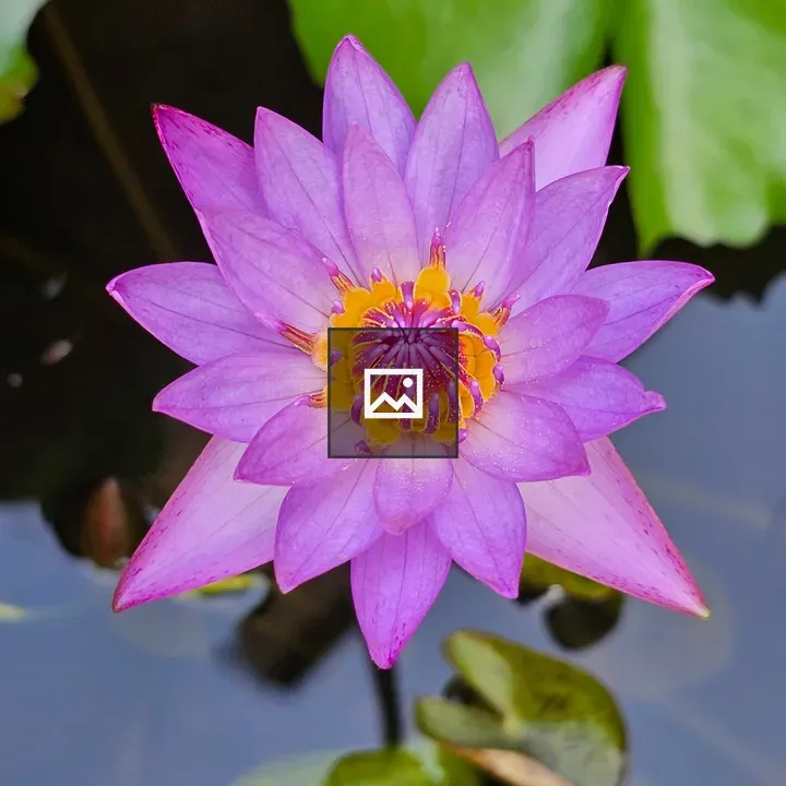 Purple water lily in pond