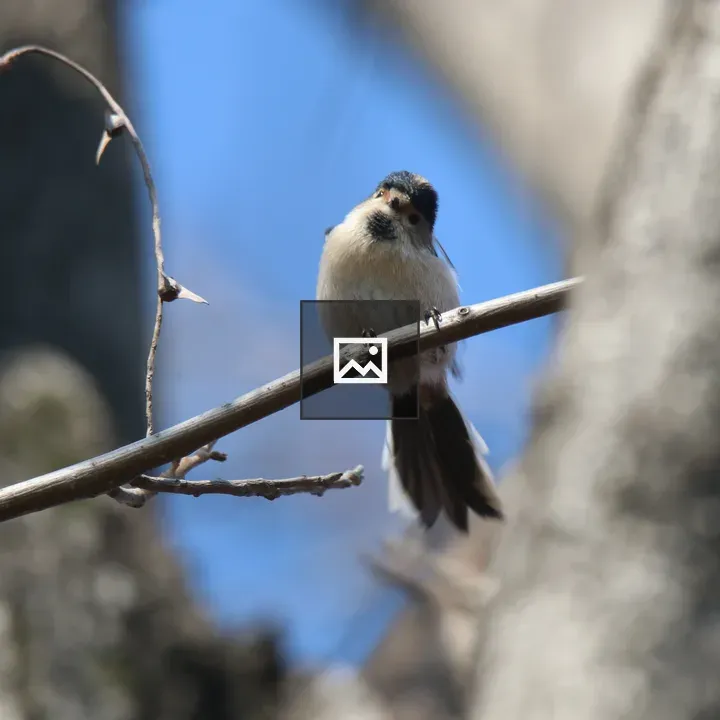 Silver-throated Bushtit on Branch