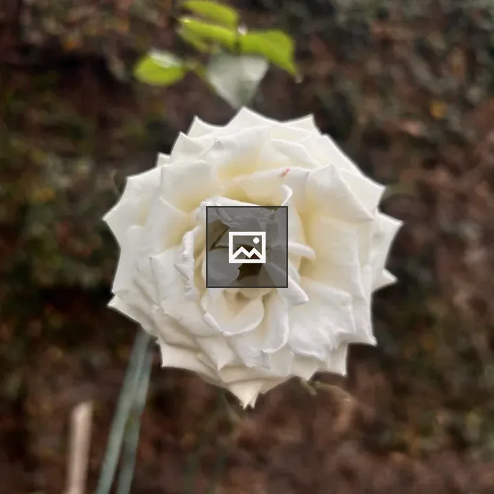 White rose close-up