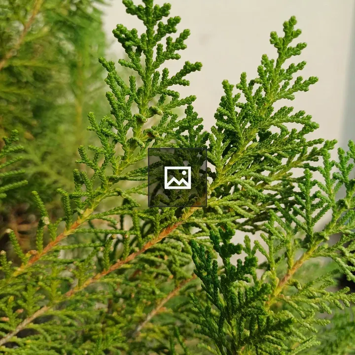 Conifer Branch Close-Up
