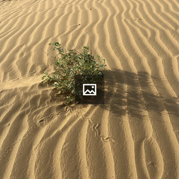Bush Among Dunes
