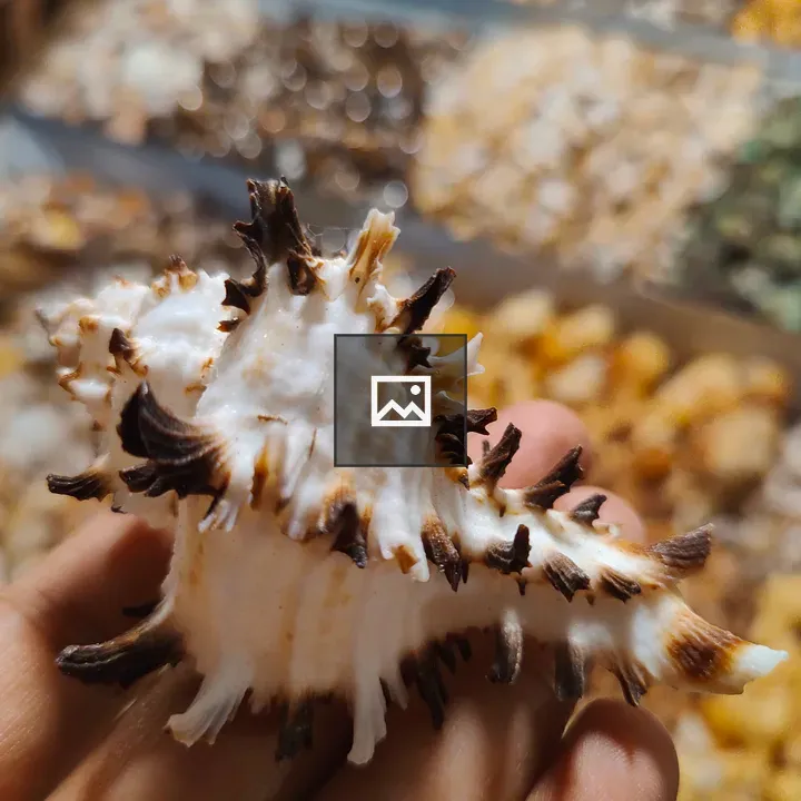 Hand Holding Ornate Seashell