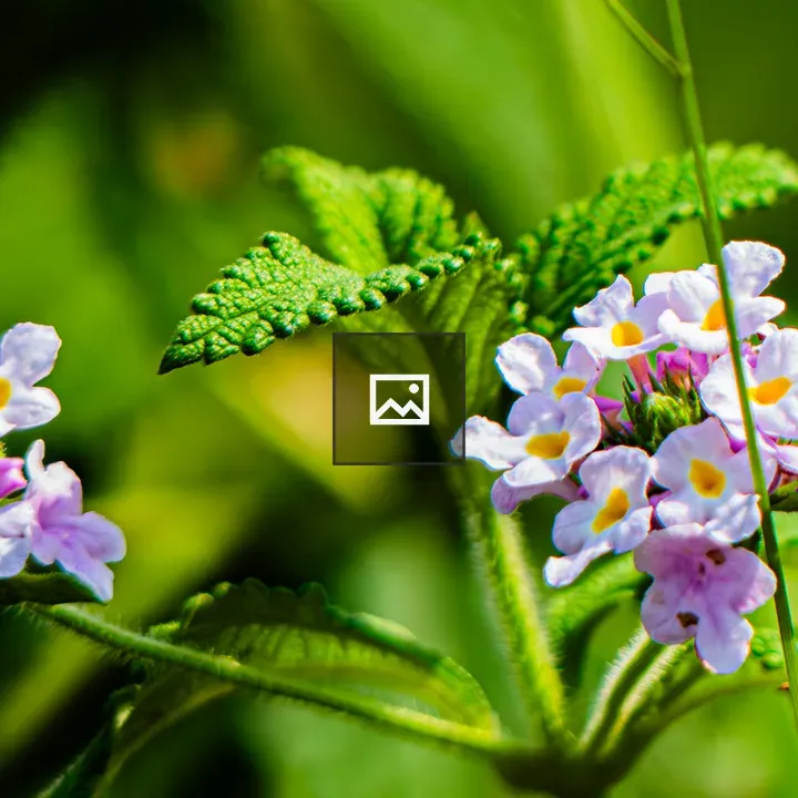 Lavender Flower Clusters