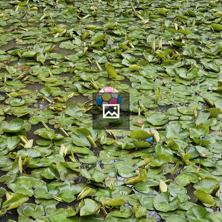Ball on Lily Pads in Pond
