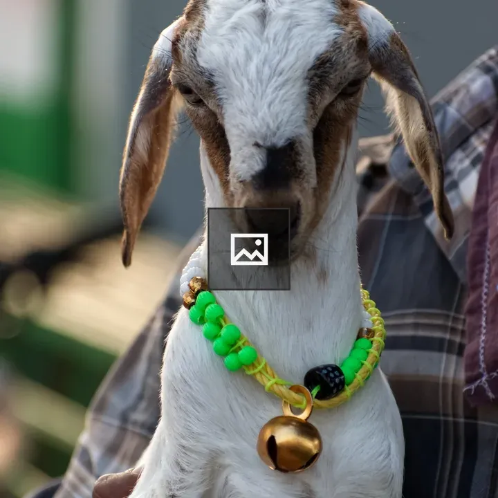 Baby goat with beads