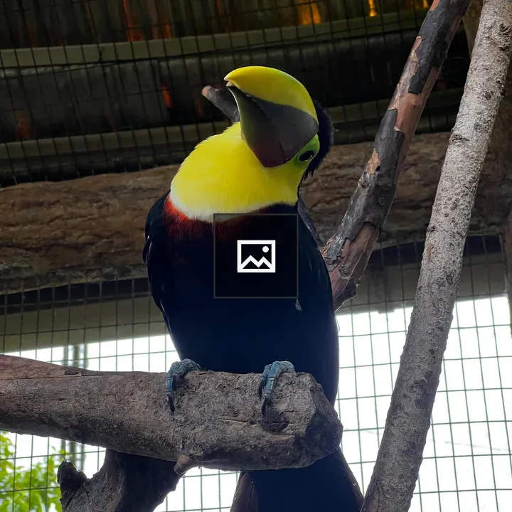 Toucan on Branch
