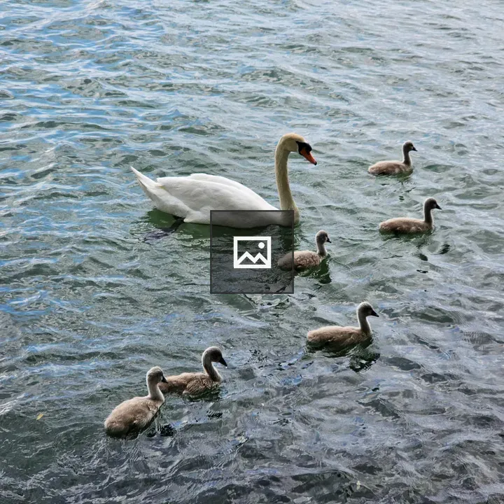 Swan and its cygnets on Zurich Lake