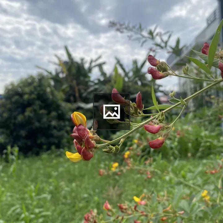 Close-up of flowering plants