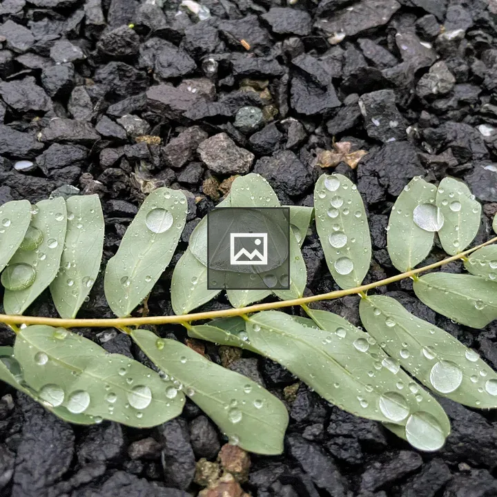 Leaf with rain drops