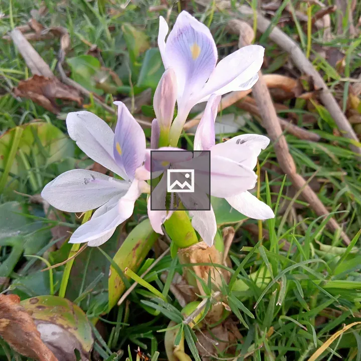 Water hyacinth bloom