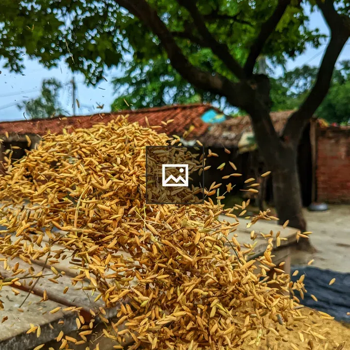Grain Husks Tossed in Air