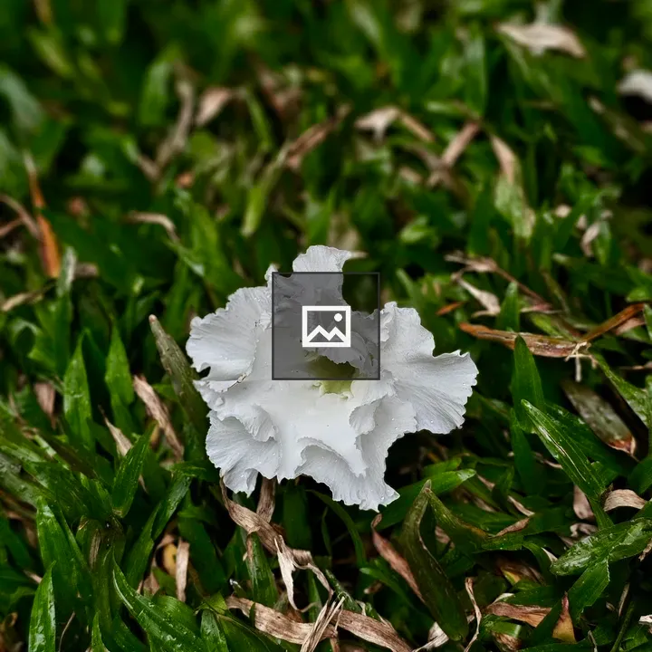 Desert Rose on Grass