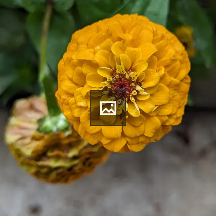 Yellow zinnia with fallen bloom