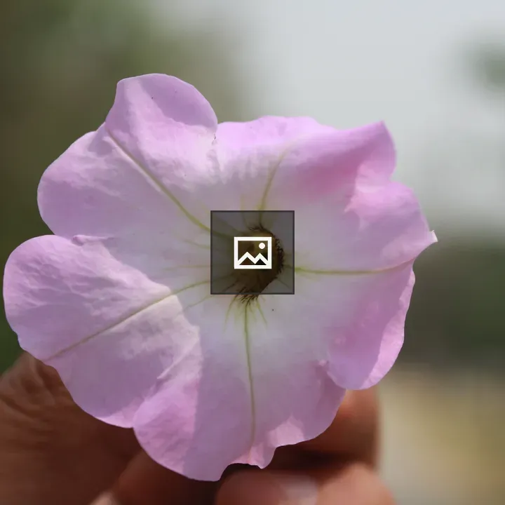 Pink Flower Campanula