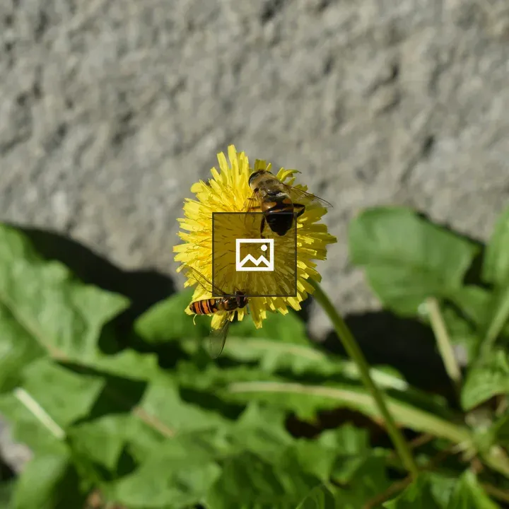 Bee on the Flower