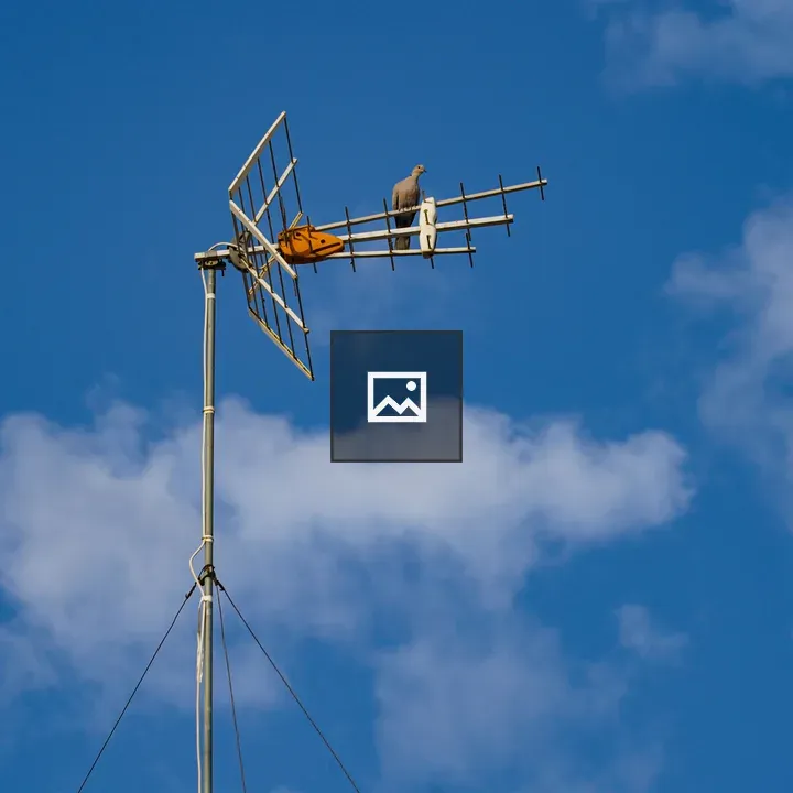 Dove on an antenna