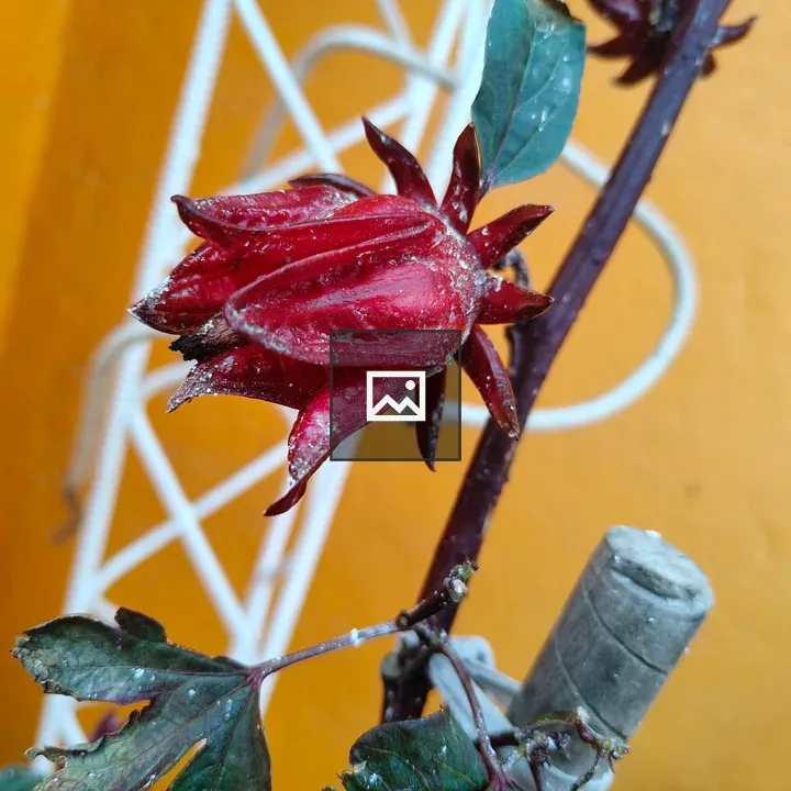 Hibiscus Bud Against Yellow Wall