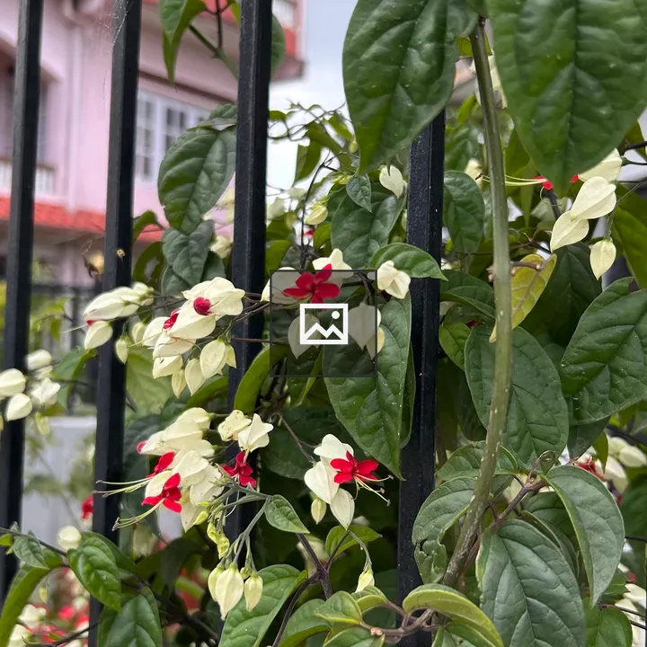 Close-up Flowers on Fence