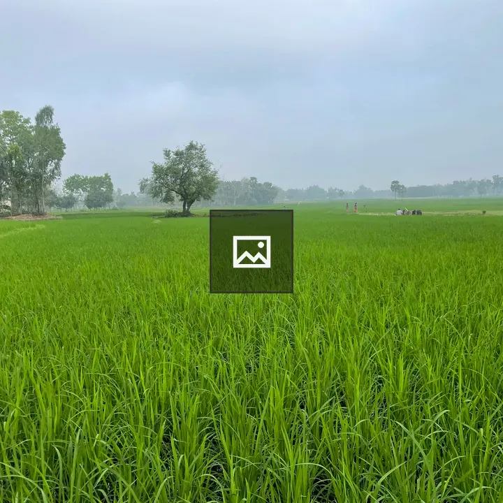 Rice plants in field