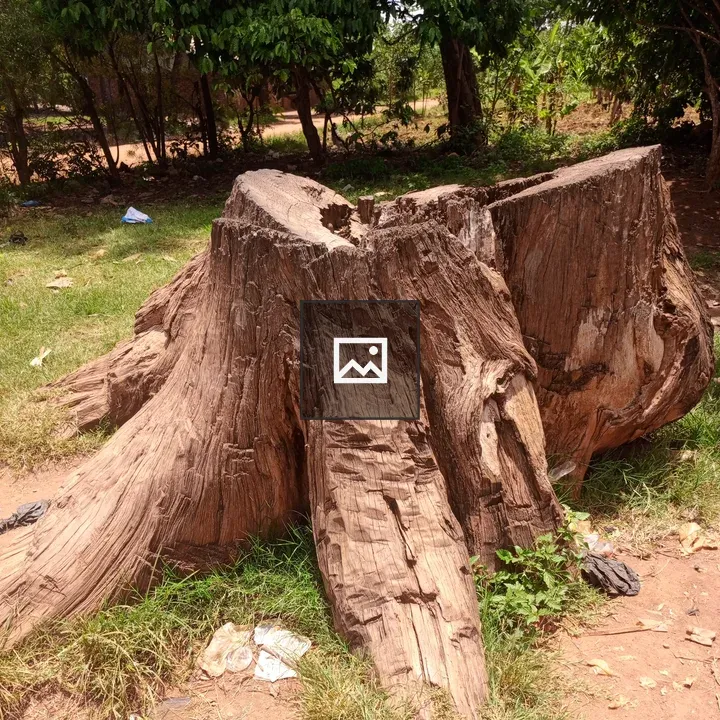 Weathered tree stump