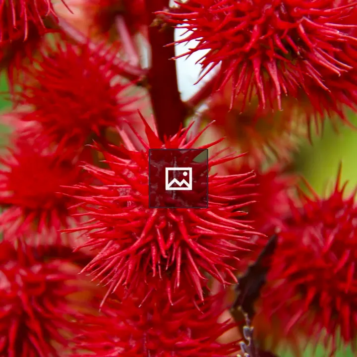 Red Sweetgum seeds on tree