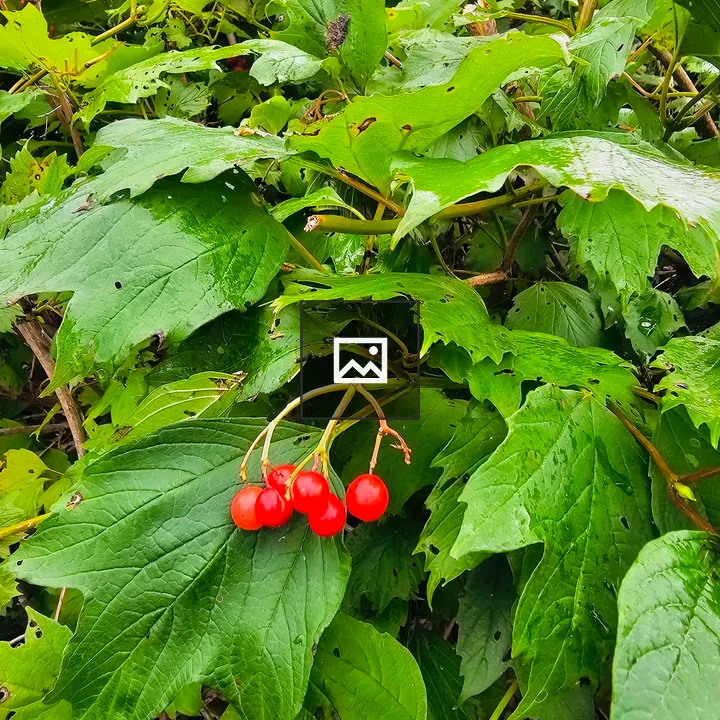 Berries on a Leafy Bush