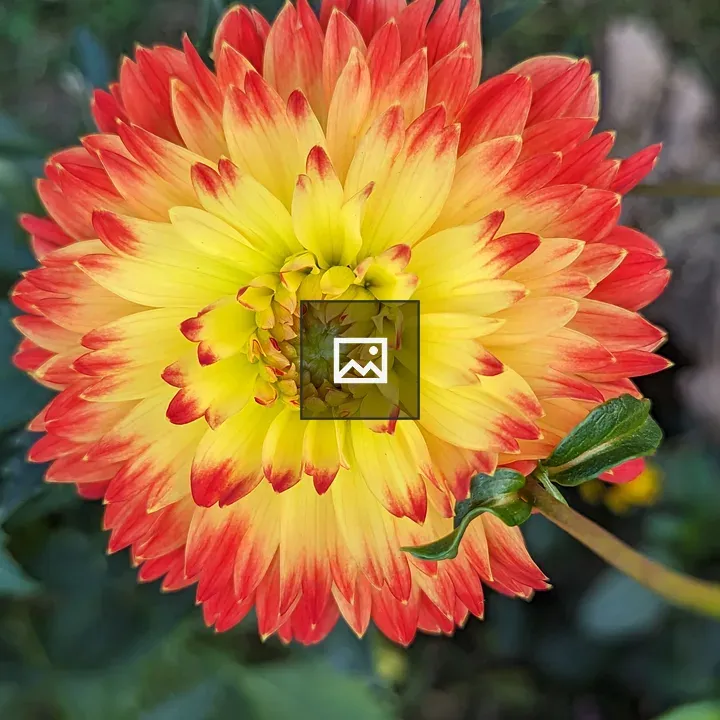 Close Up Flower Macro
