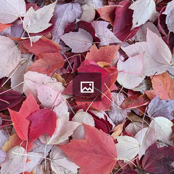 Pile of red and pink maple leaves