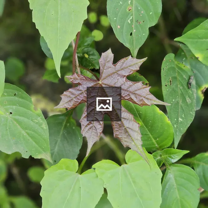 Red maple leaf among green leaves