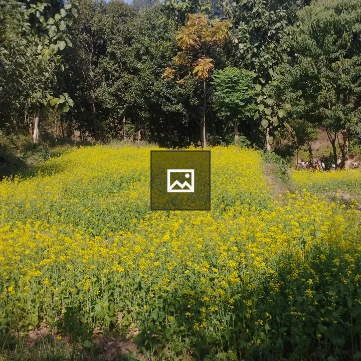 Beautiful Mustard Plant in Nepal