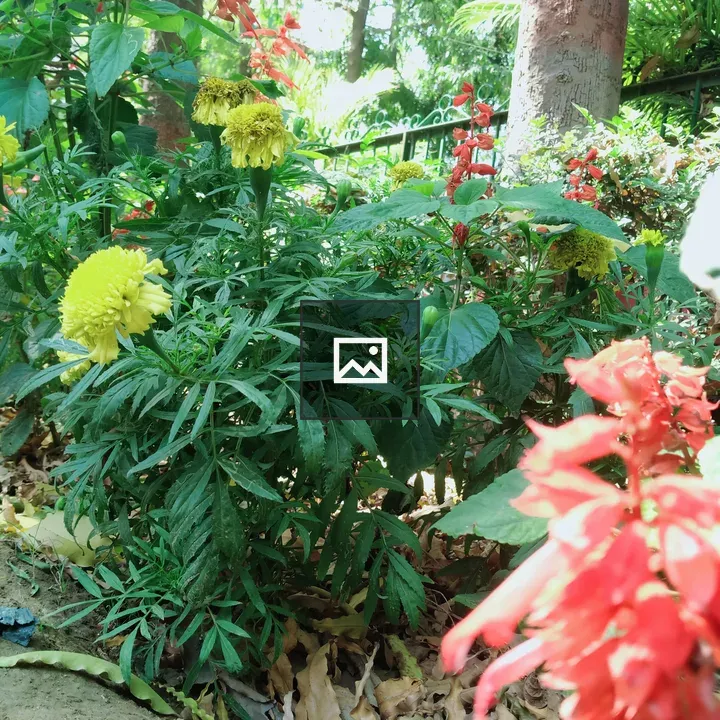 Yellow and red flower