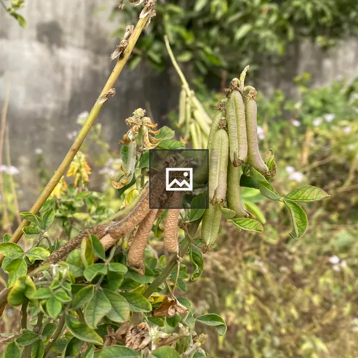 Seed pods on green plant