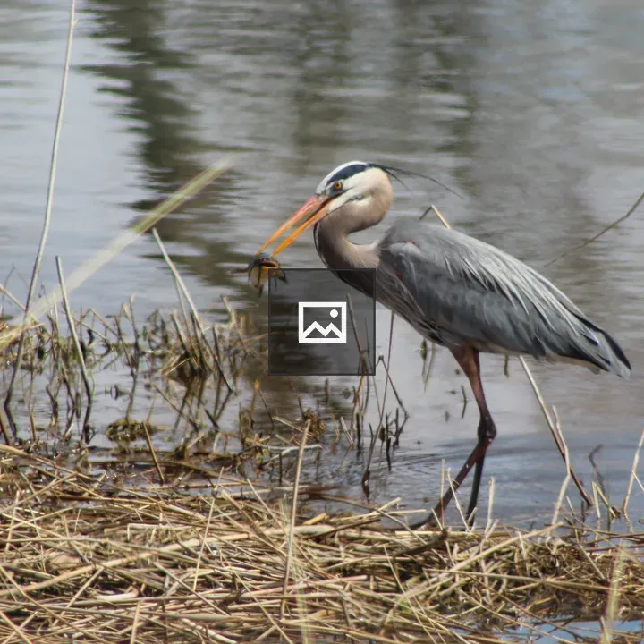Great Blue Heron in Habitat