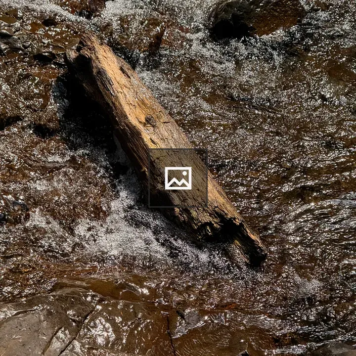 Weathered log in stream