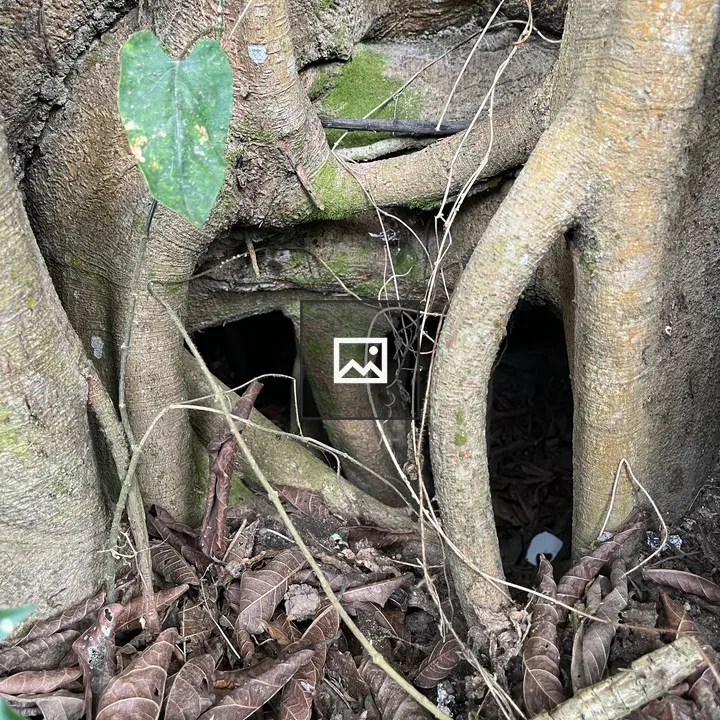 Roots and Leaves at Tree Base