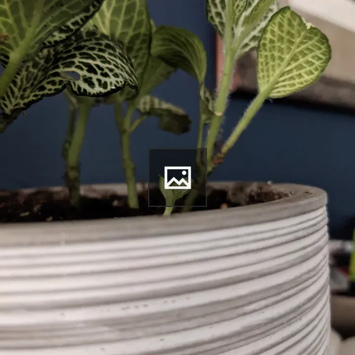 Thin leaves on a gray pot stem