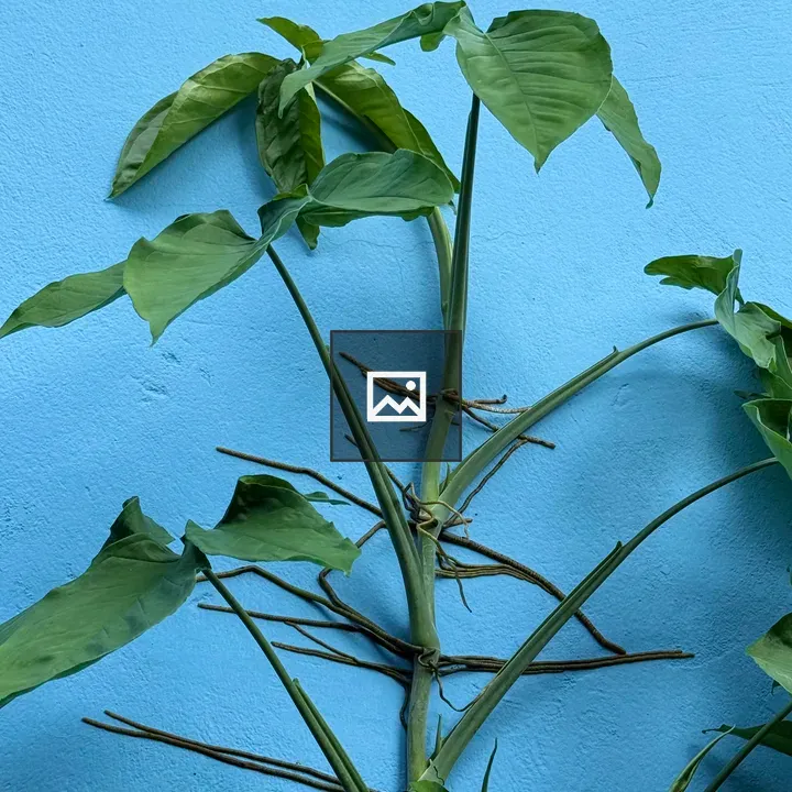 Green Plant by Blue Wall