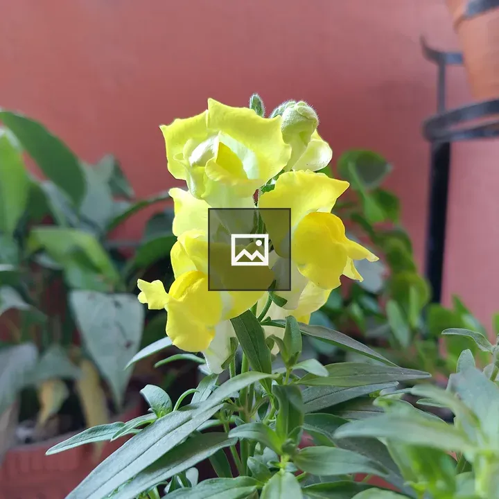 Yellow snapdragon cluster