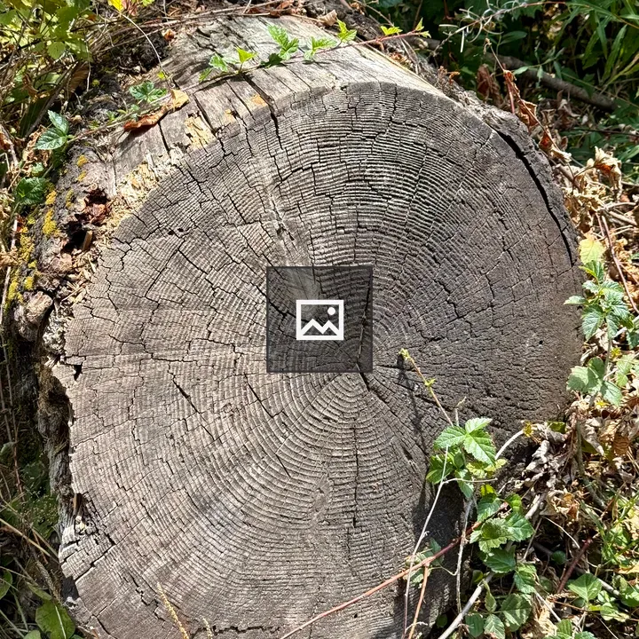 Tree rings of a fallen log