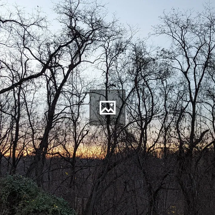 Bare trees at sunset