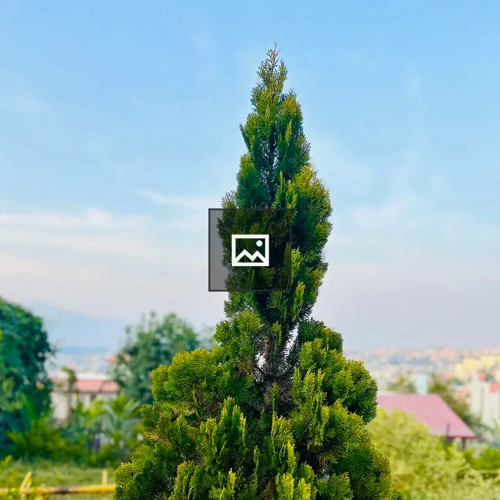 Cypress pine landscape