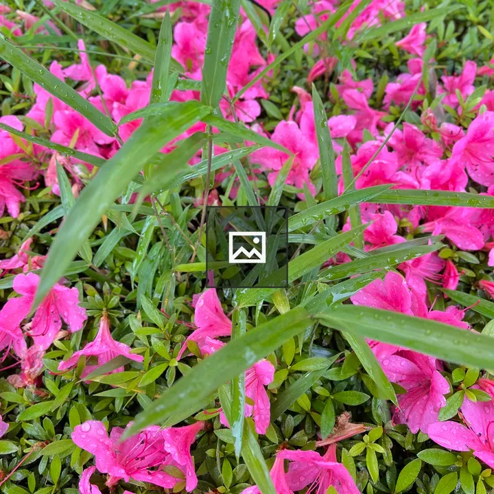Wet azalea flowers