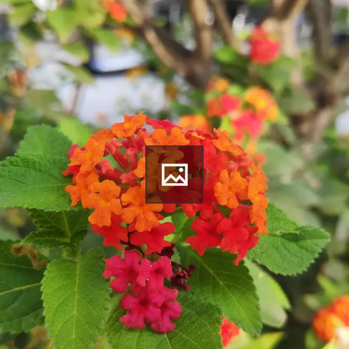 West Indian Lantana
