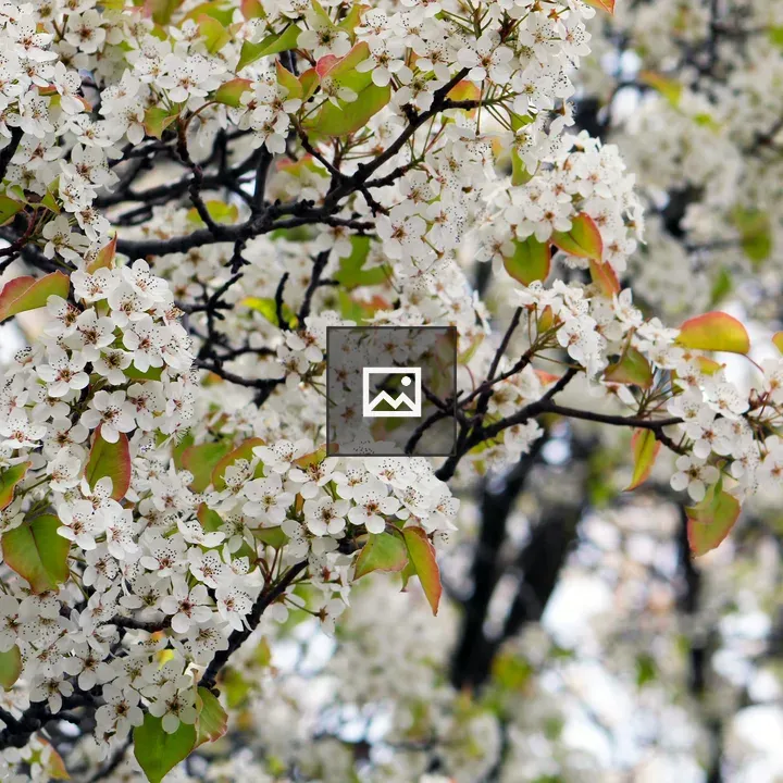Crabapple Blossoms in Rochester