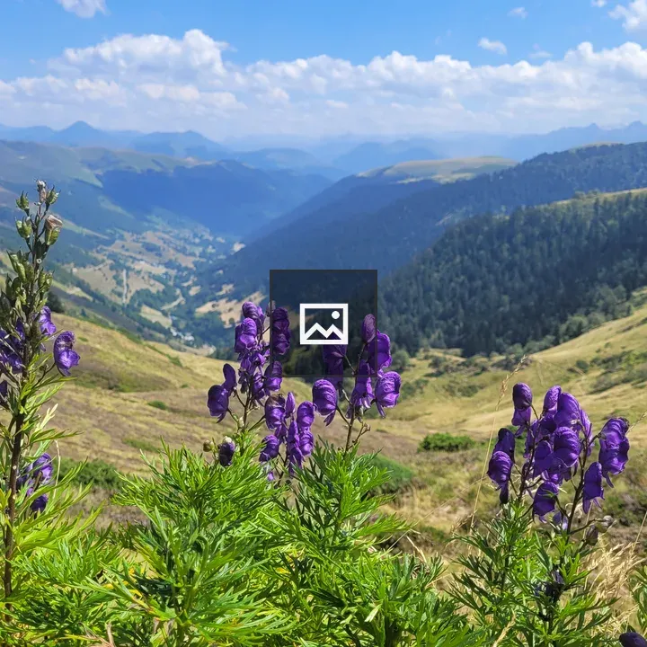 Purple flowers foreground